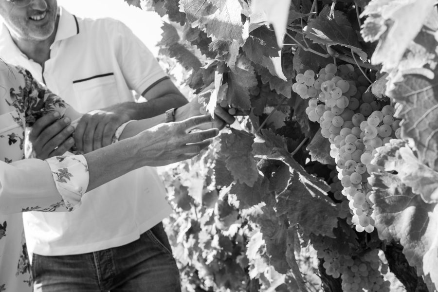 LA VENDEMMIA  TRA I FILARI: PIGIATURA DEGUSTAZIONE VINI E BRUNCH