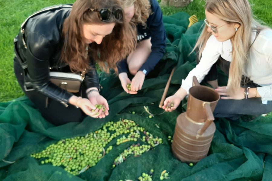 RACCOGLIAMO LE OLIVE: DEGUSTAZIONE VINI E OLII CON BRUNCH
