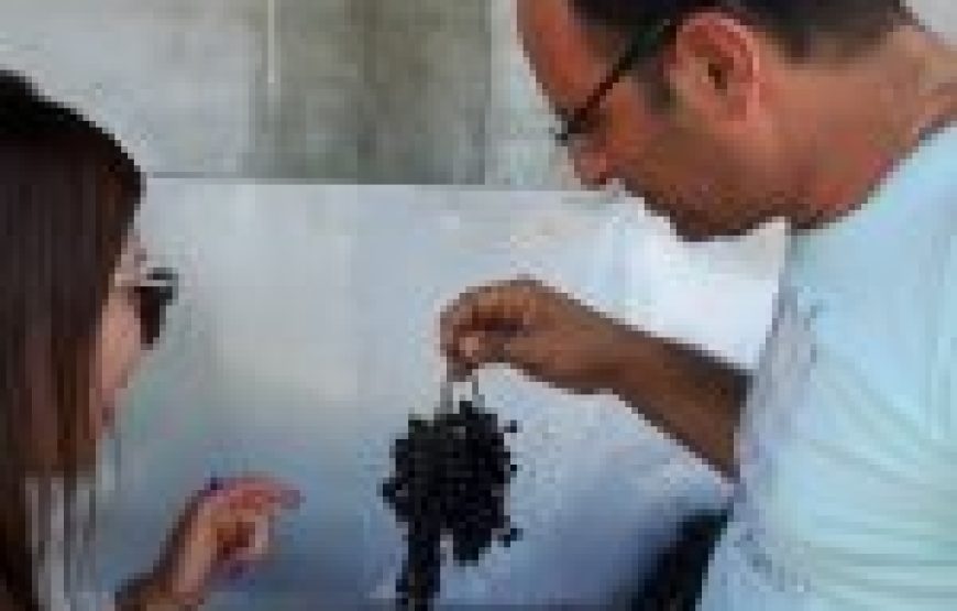 Trekking a cavallo e wine testing