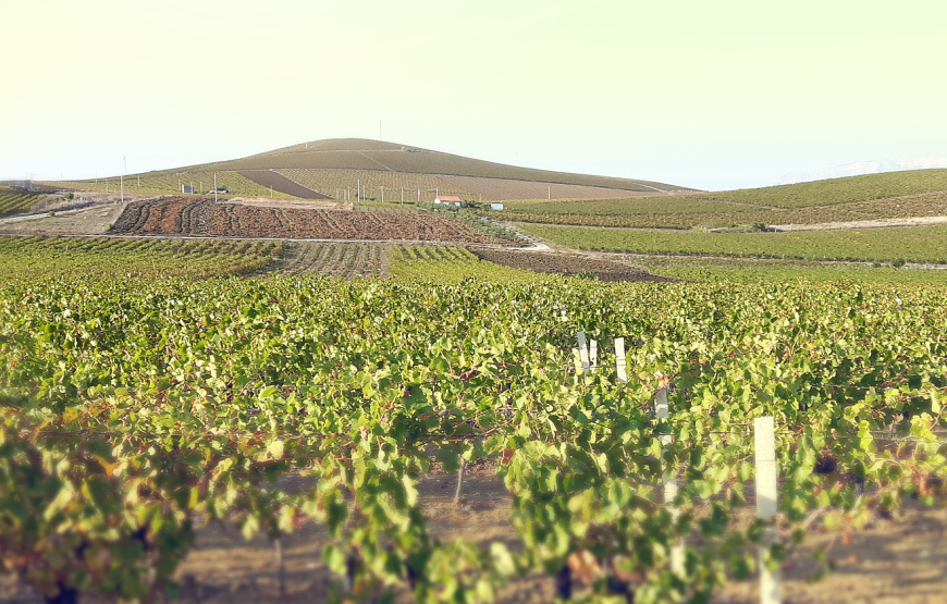 Trekking a cavallo e wine testing