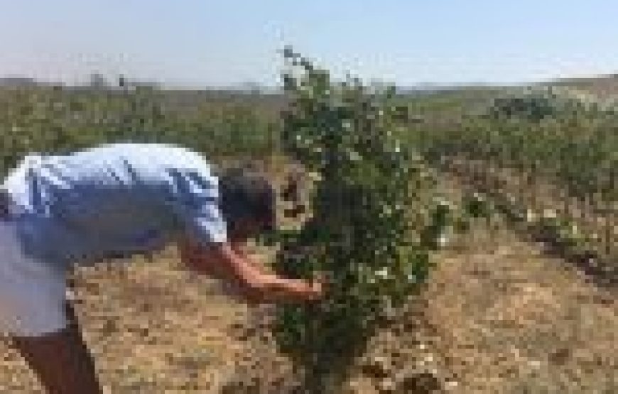 Trekking a cavallo e wine testing