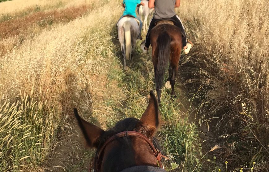 Trekking a cavallo e wine testing