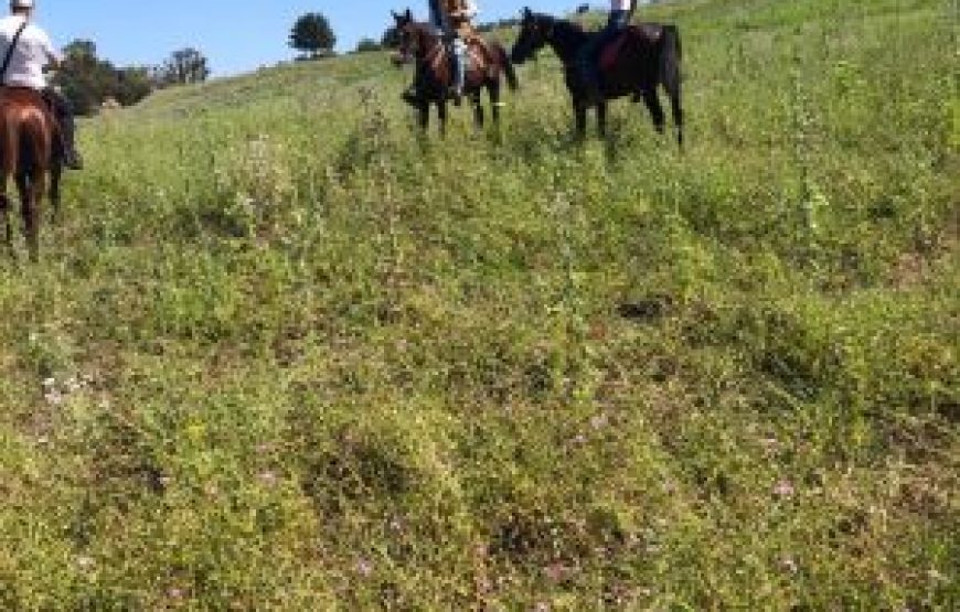 Excursion horse ride and Pane Cunzatu, Alcamo