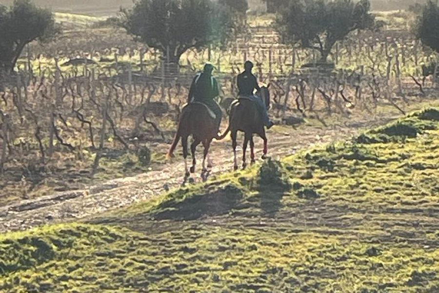 Trekking a cavallo e wine testing